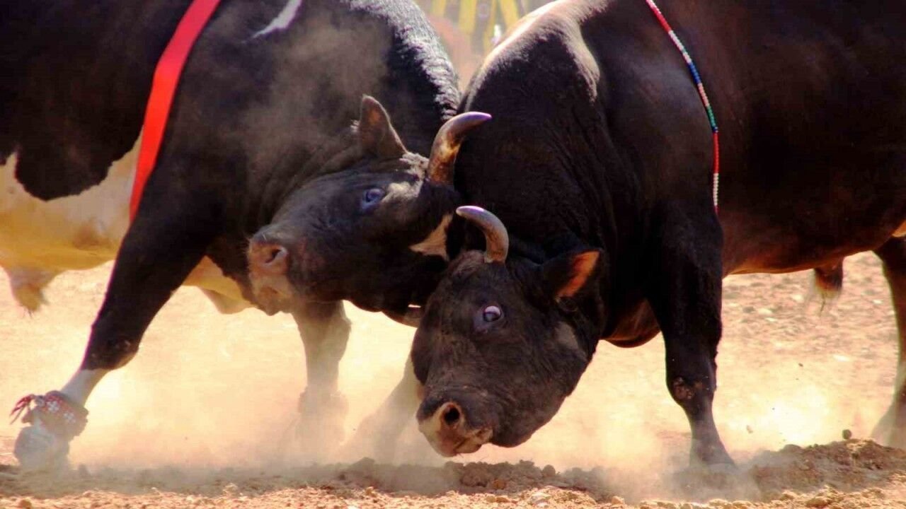 31’inci Kez Boğalar Arenada.. Artvin Yusufeli’nde Nefes Kesen Mücadele!