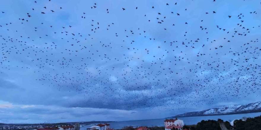 Tatvan’da Gökyüzünü Kaplayan Binlerce Kuş Görsel Şölen Sundu