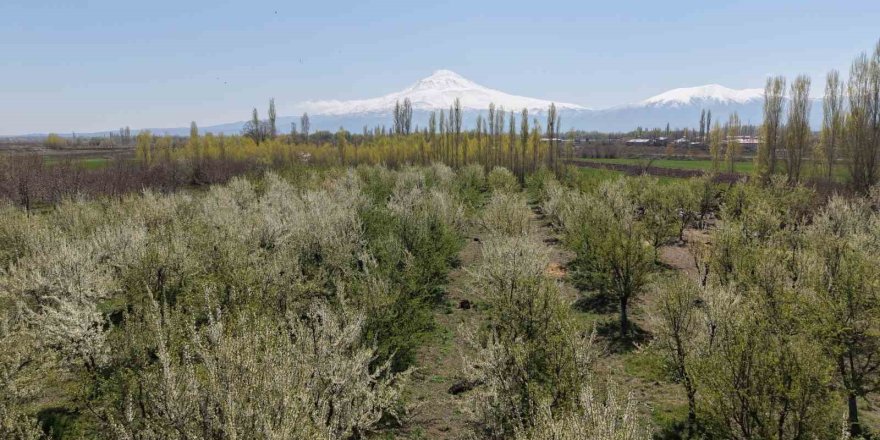 Iğdır’da Çiftçiler Meyve Ağaçlarını Dumanlama Yöntemi İle Soğuktan Korudu