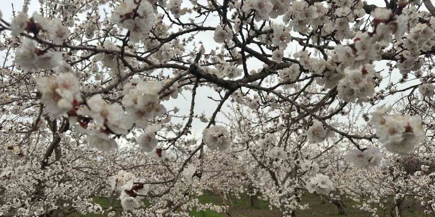 Kağızman’da Kayısı Ağaçları Çiçek Açtı.. Üreticide Rekolte Umudu Arttı!