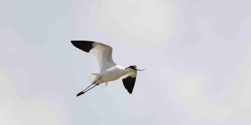 Van Gölü Havzası Göçmen Kuşlarla Renklendi