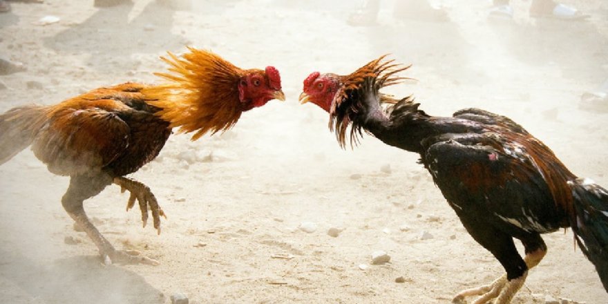 Kağızman’da Yasa Dışı ‘Horoz Dövüşü’ne Suçüstü.. 23 Kişiye Ceza Yağdı!