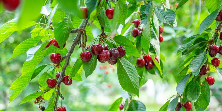 Iğdır’da Ağaçlara İkinci Şans.. 77 Kiraz Ağacı Taşındı, Hepsi Tuttu!
