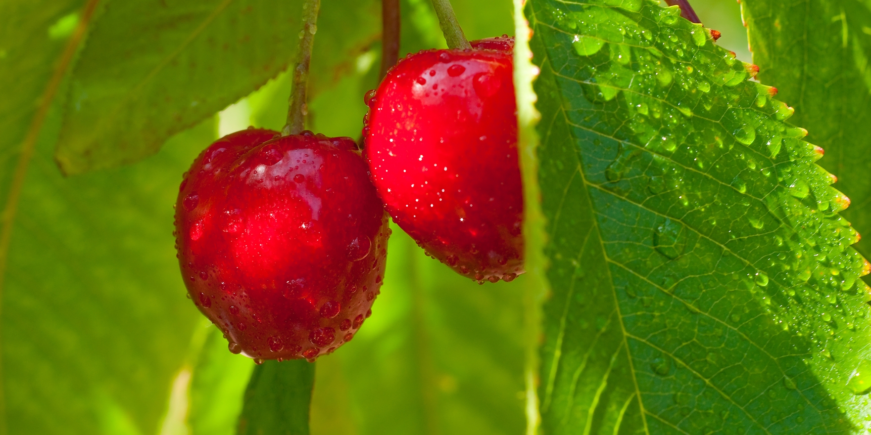 Iğdır’da Ağaçlara İkinci Şans.. 77 Kiraz Ağacı Taşındı, Hepsi Tuttu!
