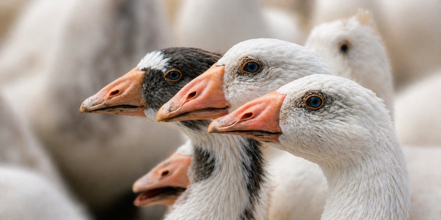 ‘Anadolu Kazı’nda Verim Atağı.. Hedef, Dayanıklı ve Yüksek Verimli Yerli Irk!