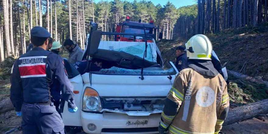 Uludağ’da İnanılmaz Olay: Kesilen Ağaç Kamyonetin Üzerine Devrildi