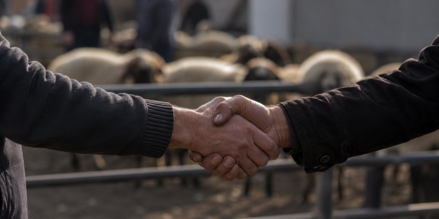 Bayram Öncesi Kars’ta Kurbanlık Mesaisi.. Besiciler Son Gün Satışına Odaklandı!