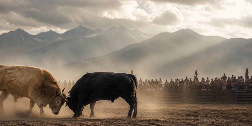 Çoruh’tan Kaçkarlar’a Festival Heyecanı.. İspir’de Arenaya Çıkan Tosunlar İlgi Odağı Oldu!