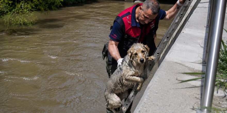 Kars Çayı'nda Mahsur Kalan Köpek.. 30 Dakikalık Operasyonla Kurtarıldı!
