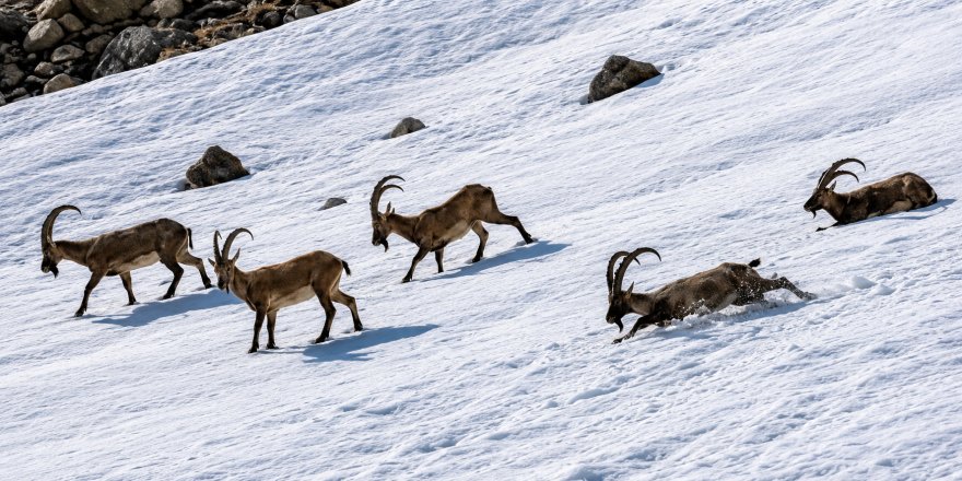 Tunceli’de Dağ Keçileri Ve Ayılar Aynı Bölgede Görüntülendi