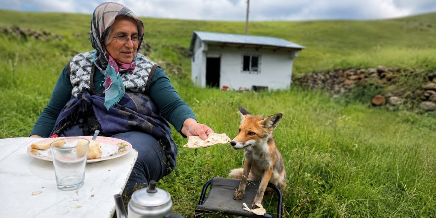 Ardahan'da Gülümseten Karşılaşma.. Tilki Sofranın Yanından Ayrılmadı!