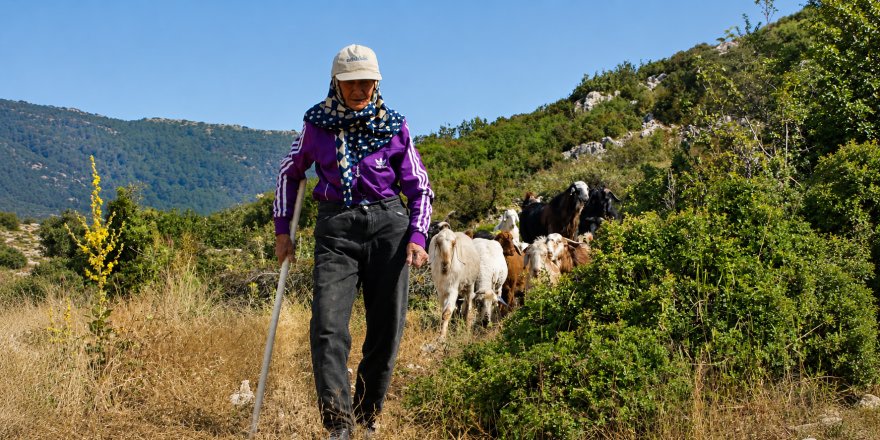 Antalya'nın 94 Yaşındaki Çobanı Emine Nine.. 90 Yıldır Keçileriyle Dağlardan İnmiyor!