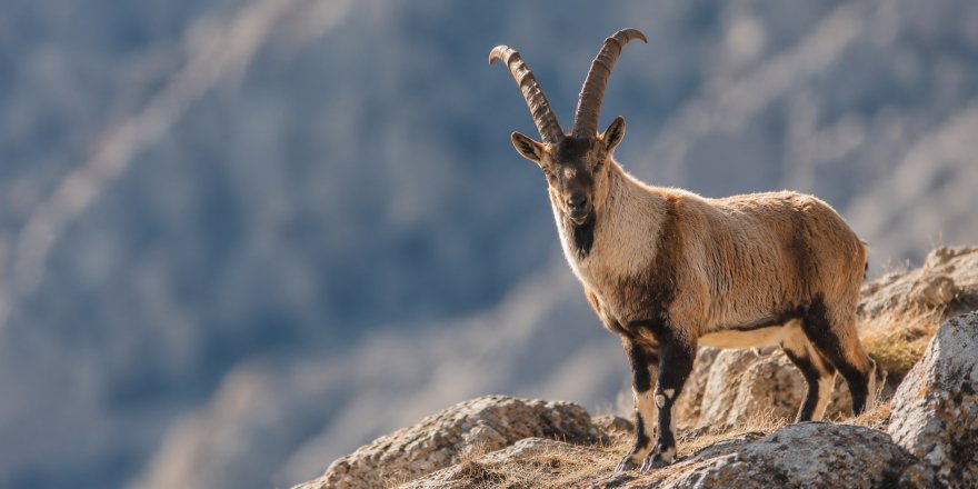 Yaban Dağ Keçileri İçin İhale Kararı.. Doğal Yaşamın Korunması Yeniden Gündemde!