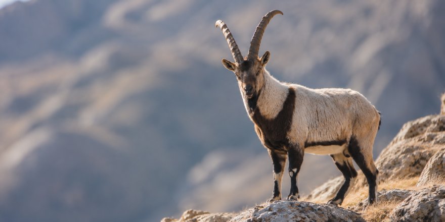 Kutsal Kabul Edilen Dağ Keçileri İçin İhale Kararı.. Erzurum'da 7 Kota Satışa Çıkıyor!