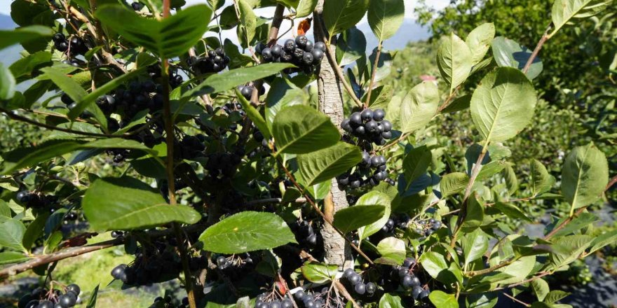 Gümüşhane’de Aronya Bereketi: 75 Ton Rekolte Bekleniyor