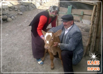 Ardahan'da Ay Yıldızlı BUZAĞI