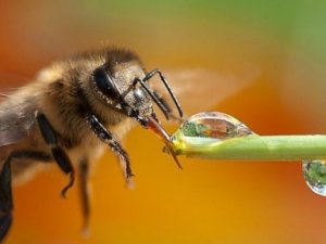 Arı Sokması ve Alerjisine Dikkat