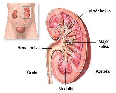 Türkiye Nüfusunun Yüzde 15’inden Fazlası Böbrek Hastası