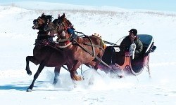 Çıldırın Uçan ATLI KIZAKLARI