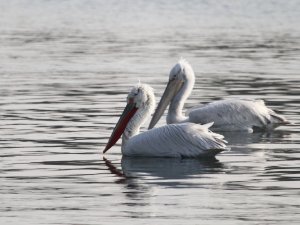 Çıldır ve Aktaş Gölü’nü Pelikanlar Mesken Tuttu