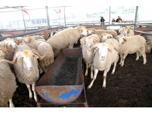 Uşak’ta Kurban Satış Ve Kesim Noktaları Belli Oldu