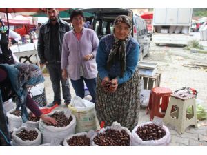 Meşhur Erfelek Kuzu Kestanesi Büyük İlgi Görüyor