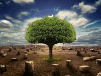 Sarıkamış’ta Orman Haftası