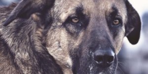 Digor'da 'Köpek Dövüştürme' Kavgası