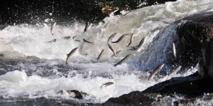 'İnci Kefali' Balığının Göç Serüveni