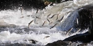 Van Gölü’nde Av Yasağı Başlıyor