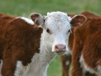 Anaç Sığır ve Buzağı Destekleri Hesaplara Aktarıldı