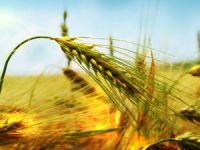 Karslı Çiftçilere Destek!