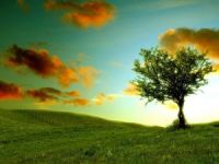 Kars Kent Ormanı Piknik Alanı Talan Ediliyor