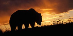 Boz Ayılar 'Kış Uykusu'ndan Erken Uyandı