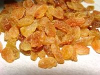 Çekirdeksiz Kuru Üzümde Hasat Zamanı