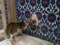 Sıcaktan Bunalan Kedi Çeşmeden Böyle Su İçti