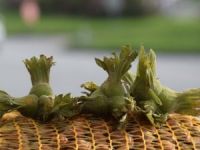 Fındık İhracatı 234,9 Bin Tona Ulaştı