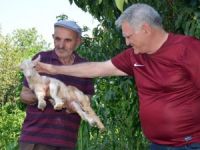 Yaralı Oğlağı Çocuklar Kurtardı