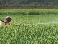 Çeltik Üreticisi, Kirpi Darı Otu İle Baş Edemiyor