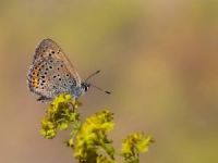 50 Sanatçı Uludağ’da Apollo Kelebeği’nin Peşine Düştü