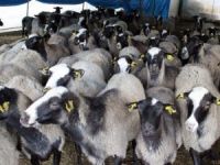 Kaçak Kurbanlık Almayın, Yanarsınız Uyarısı