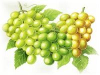 Üzümler Birinci Olmak İçin Yarıştı