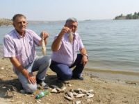 Boğazköy Barajında Toplu Balık Ölümleri