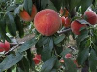 İhracat Durdu, Şeftali Ucuzladı...