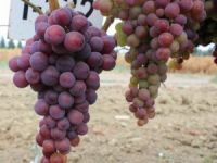 Klon Seleksiyonu İle Üzümde Verim Artacak