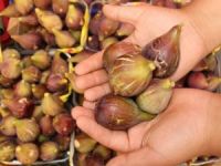 İncir Tezgahtaki Yerini Aldı