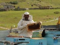 Anzer Balı’nda Rekor Üretim