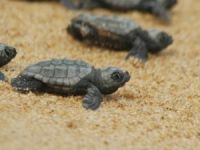 Yavru Kaplumbağalar Denizle Buluştu