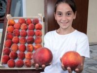 Rusya Dört Gözle Bu Şeftalileri Bekliyor