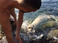 Plajda Ortaya Çıkan Davetsiz Misafir Şaşırttı